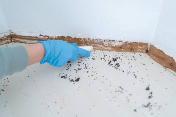 Best Insect Control  in Milltown, NJ